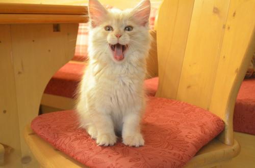 Unser Jack