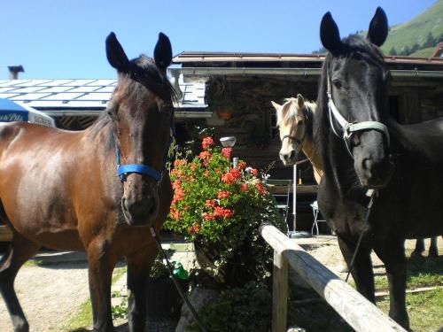 Kinderparadies mit Streichelzoo u. Ponyreiten