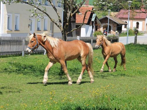 Unsere Pferde