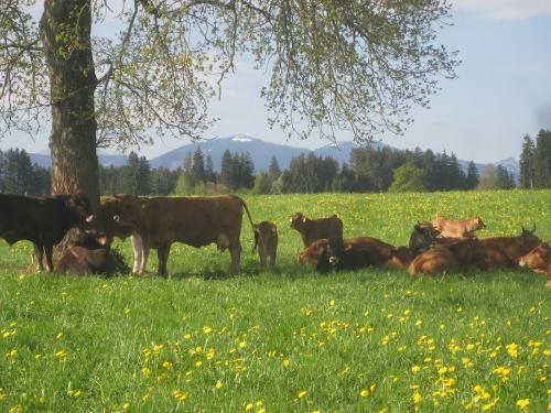 Unsere Mutterkühe