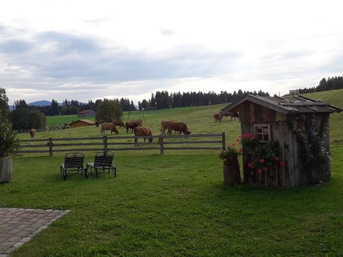 Blick auf die Kuhweide