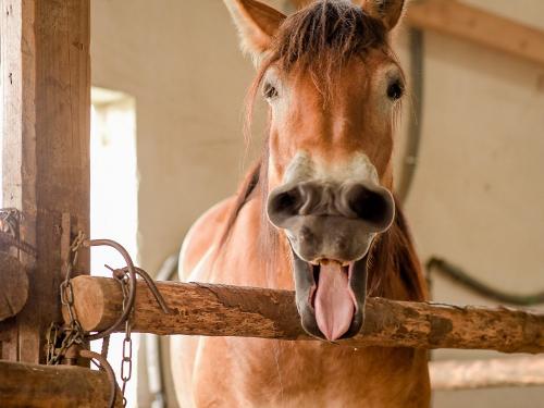 Glückliches Pferd auf dem Nengshof