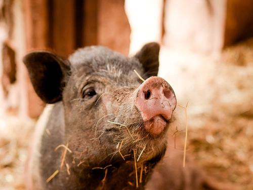 Glückliches Schwein auf dem Nengshof