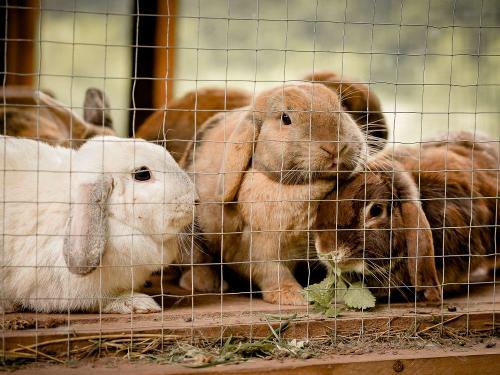 Kaninchen im Stall auf dem Nengshof