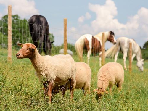 Schafe und Pferde auf der Weide des Nengshof