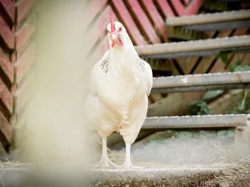 Gefiederte Bewohner auf dem Nengshof