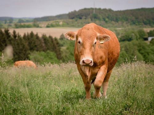 Braune Kuh auf der Weide des Nengshof