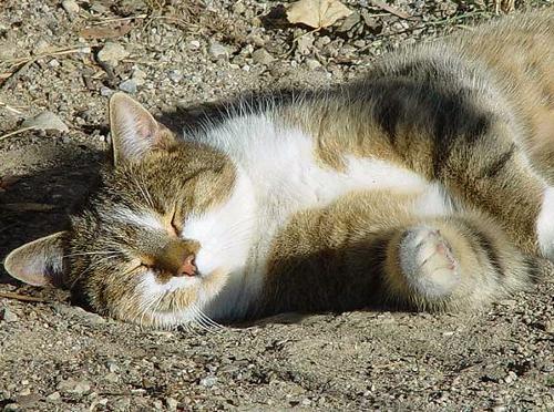 Eine unserer Schmusekatzen