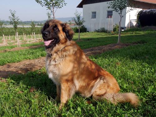 ferienwohnung-bauernhof-bodensee-tiere-hofhund-2