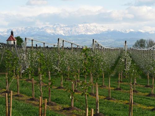 ferienwohnung-bauernhof-bodensee-hoehlerhof-bergsicht-seesicht