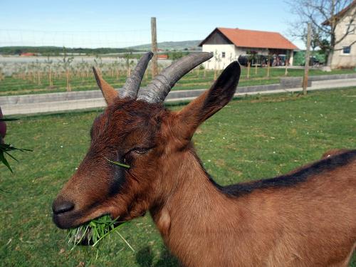 ferienwohnung-bauernhof-bodensee-tiere-ziege_2