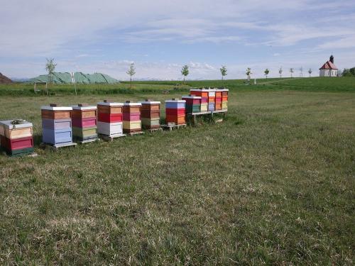 ferienwohnung-bodensee-bauernhof-aepfel-bienen