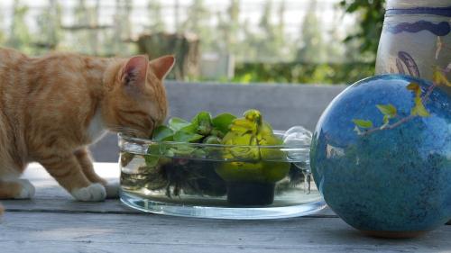 Entdecker-Katze