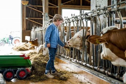 Milchkühe am Zacherlhof in Grassau