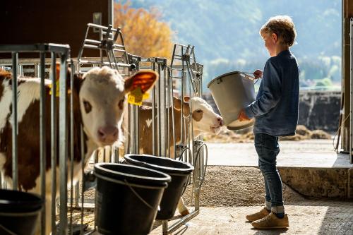 Bei der Stallarbeit helfen
