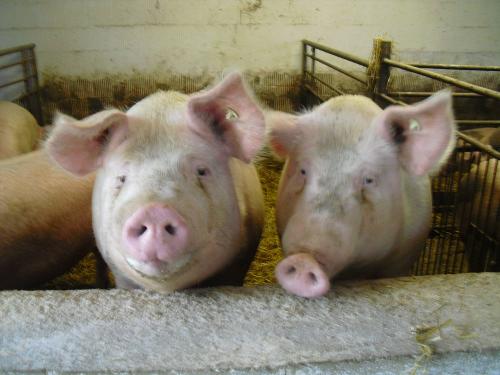 Unsere Schweine