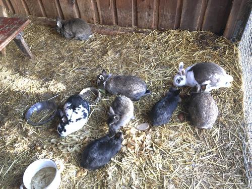 Unsere Hasen