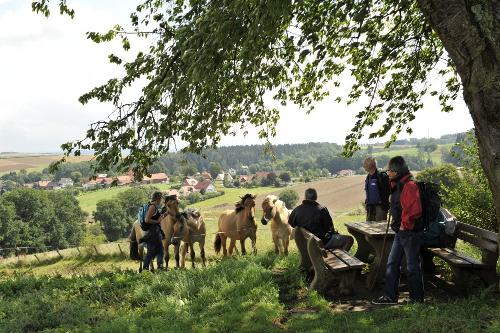Auf der Pferdeweide