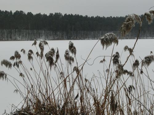 Winteroase