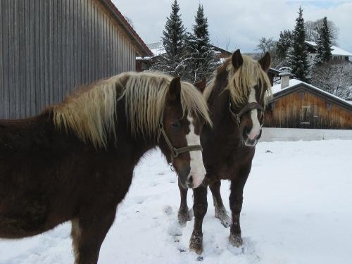 Findus und Wendelin