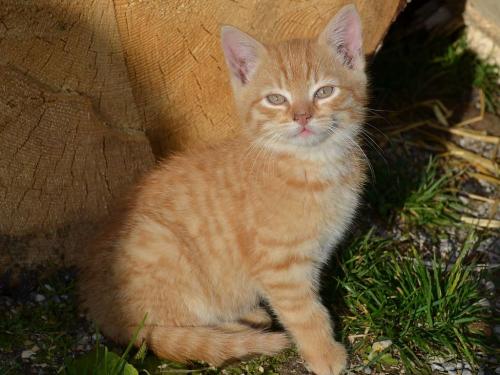 Unsere Katzen