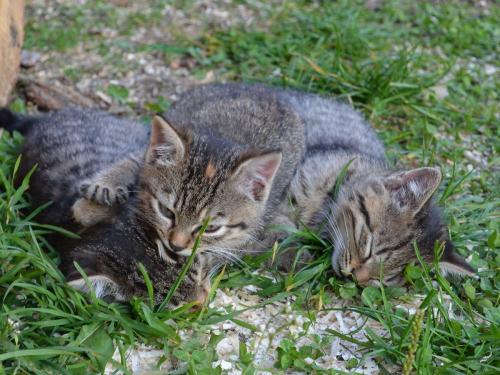 Unsere Katzen