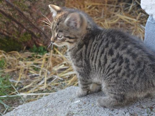 Unsere Katzen