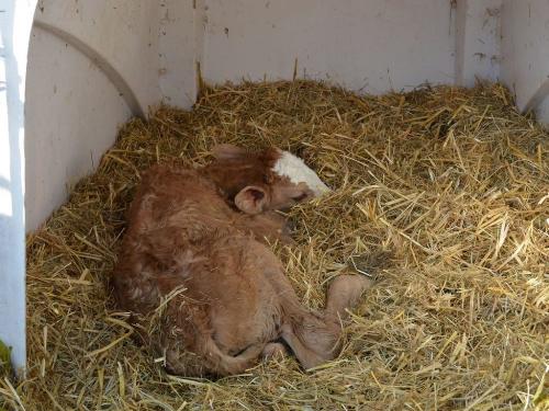 Kälbchen im Stroh Kälbchen im Stroh