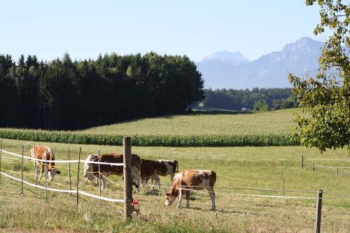friedliche Kühe