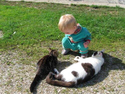 Katzen