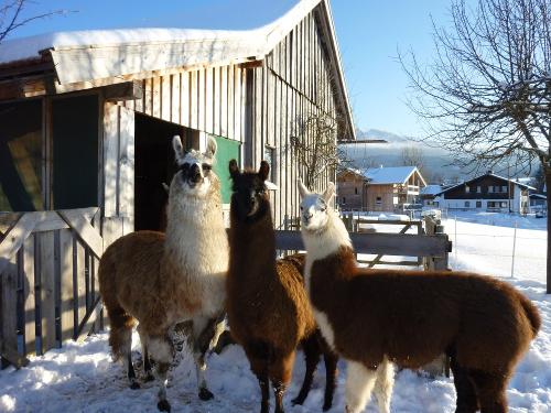 Mädels im Schnee