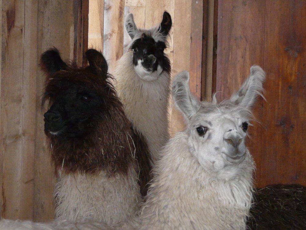 Franz Wolle und Flo Franz Wolle und Flo