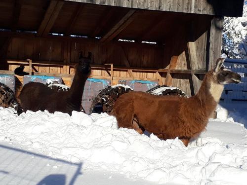 Amanda und Fugu im Schnee