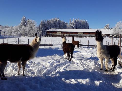 Jungs im Schnee