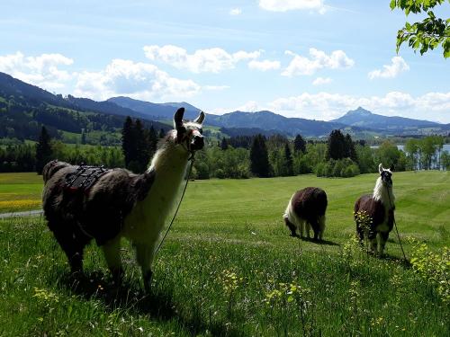 Tarzan Wolle und Franz auf Tour