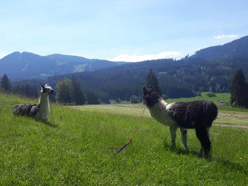 Tarzan und Wolle Pause auf Tour