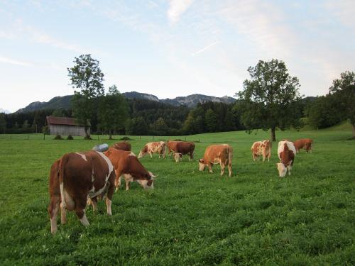unsere Kühe