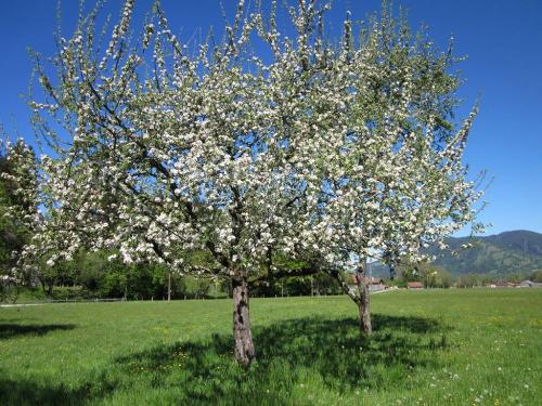 Frühling