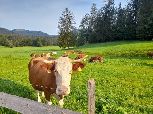 Unsere Kühe Unsere Kühe