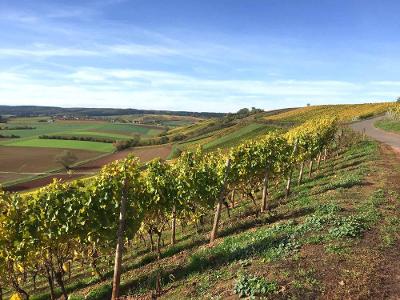 Weinberge & Blick auf Roxheim