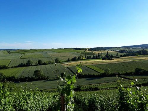 Wandern im Weinberg