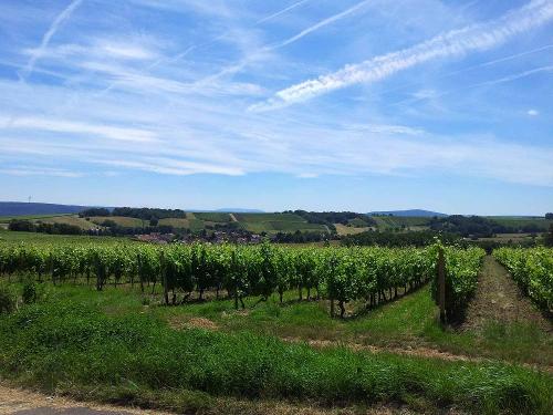 Weinberge bei Roxheim