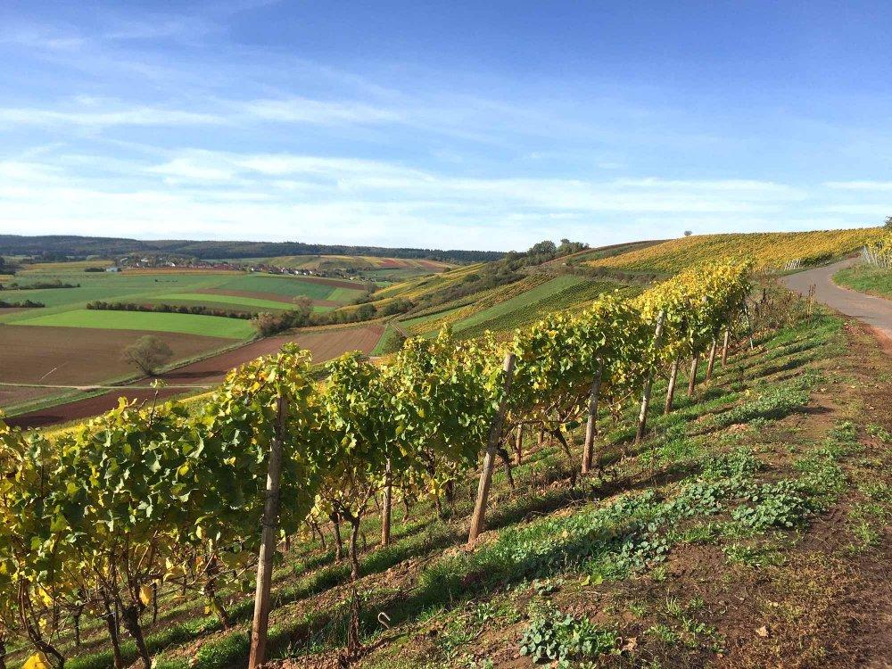 Weinberge & Blick auf Roxheim