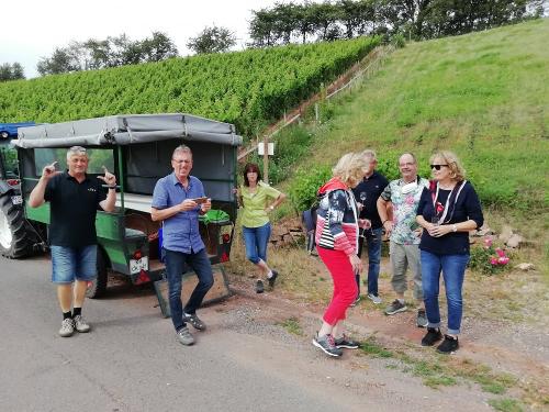 weinbergsweinprobe