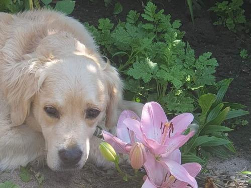 Hofhund