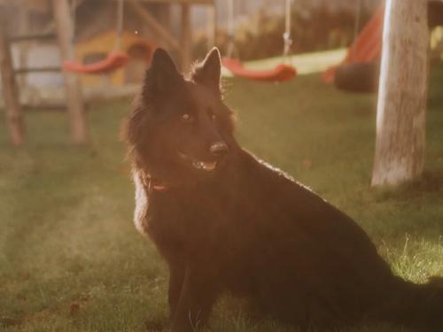 hofhundbella