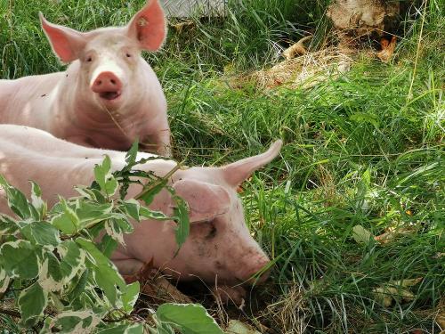 Schweineleben