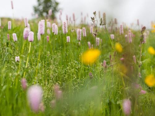 Natur