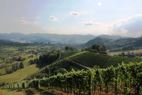 Blick über die Weinberge