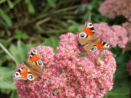 Flora und Fauna